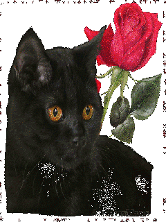 cat_and_rose