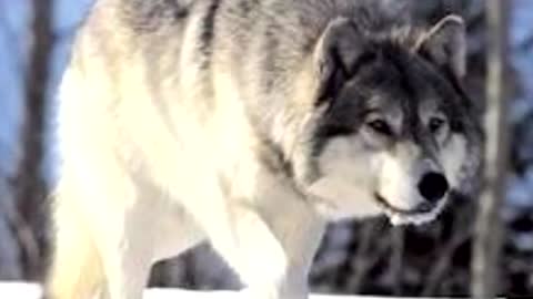 gr_Blatnoj_udar__Odinokij_volk_nasimke_