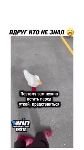 Як взяти качку