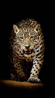 leopard_4k_hd-1080x1920
