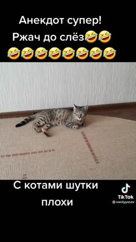 С котами шутки плохи