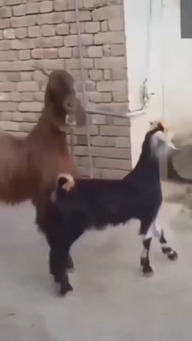 Йоу