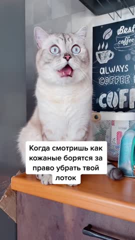 7030715448639507714_no_watermark