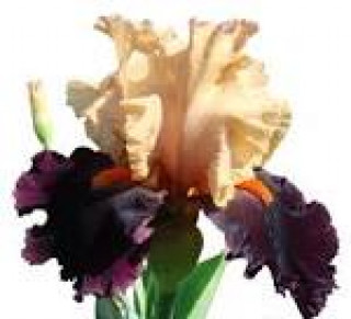 images-19