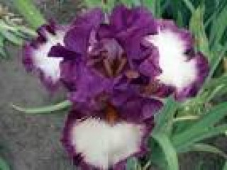 images-2