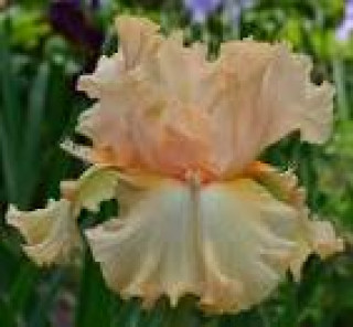 images-20