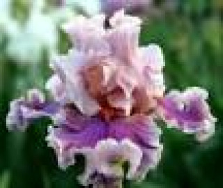 images-21