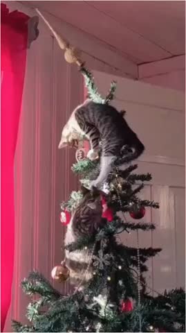 котя  и дед мороз