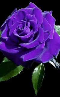 d2ce524449152b971b30a7d09ec939e9