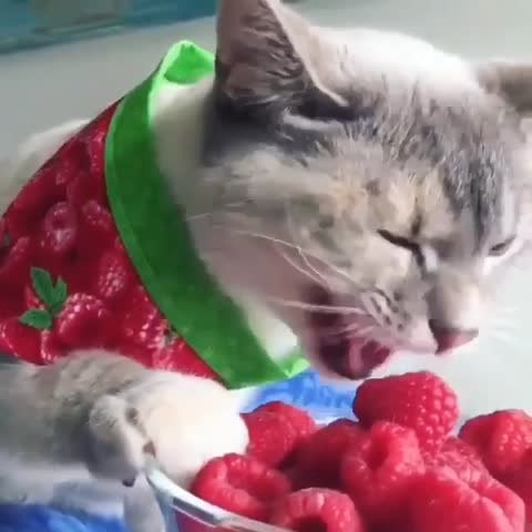 VID_20221215_094128_311