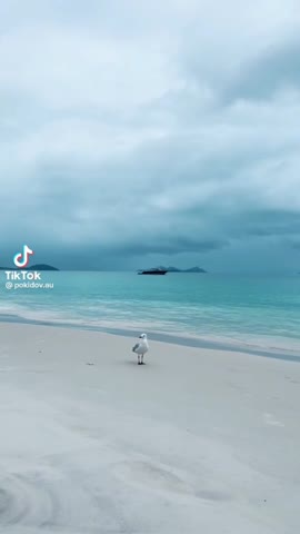 Чайка позирует перед камерой