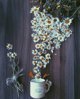 IMG-41a49325cf2abf277227002ff087e67a-V