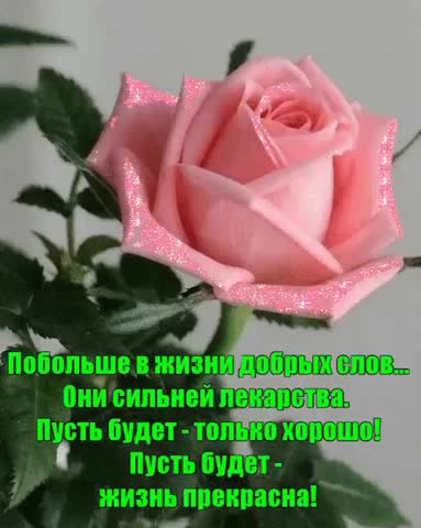 тихо плачет роза