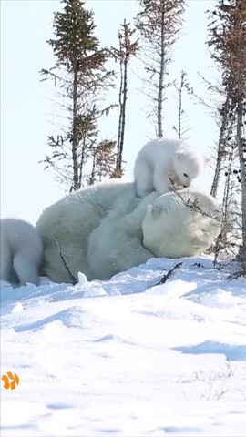 медвежья_сказка