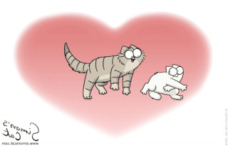 Котики