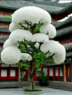 FB_IMG_16769992836333332