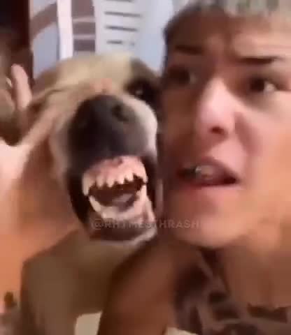 собака на граны