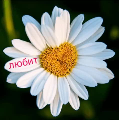 Ромашка