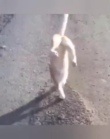 -На-2-лапках-