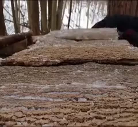 лесной_домик