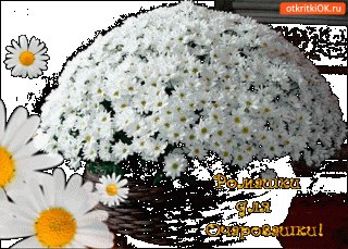 romashki-dlja-ocharovashki