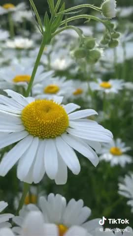 Foiz_PRO_da235c9aa7f72ce294b09c627518f678