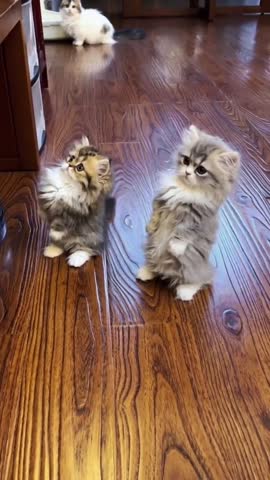 Милые_котята