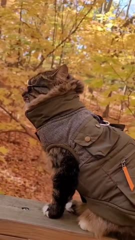 VID_20221104_182755_383