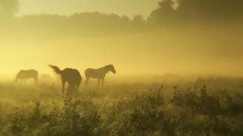 orkestr-pod-kovodstvom-ennio-morrikone-odinokiy-pastux_VIDEOMIN_