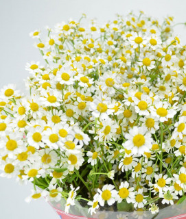 Foiz_PRO_romashka-kustovaya