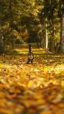 Кот_по_листве