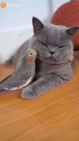 Кот_и_Попугай