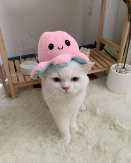 SUzqsHCwIhA