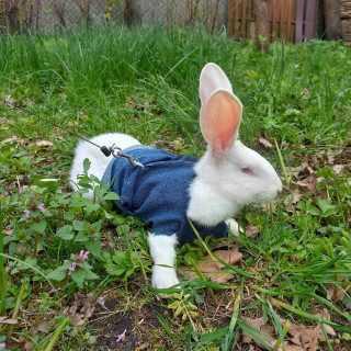 IMG-710521e642d67125d4b1f873f1658d7d-V