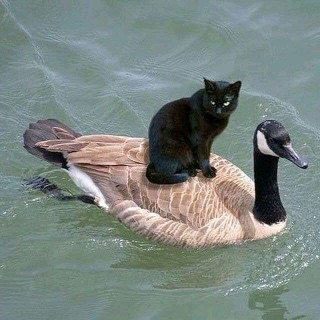 FB_IMG_16826237127201154