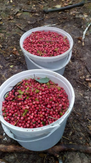 IMG-376d8d50612f3b20a08b2865de5bf40b-V