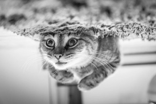 AfYZxSnpUVY