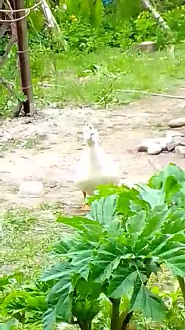 video-283cff4de533370195345ad1b2d68cc2-V