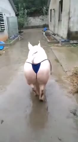 VID-20171220-WA0000