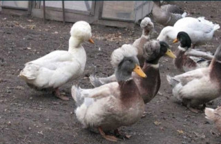 IMG-62005f070e806447411173d91c6008de-V