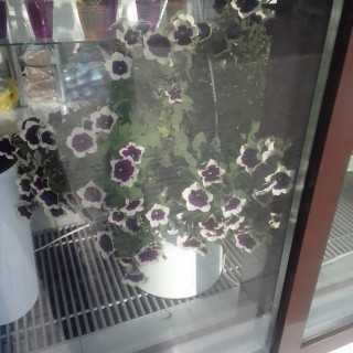 IMG-50662555384adbfc49e8f31da6b6418b-V