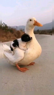 IMG-6558d494bfeb070bea1daf2e9d4fdbbb-V