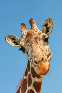 3j9Gn1HHwqM
