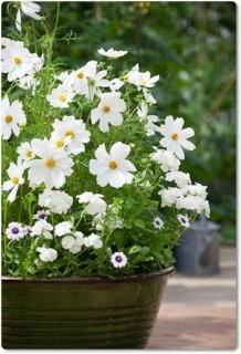 IMG-64a9800c93bbfe65658e224859221460-V