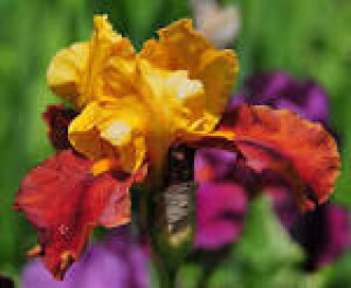 images-25
