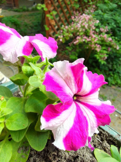 IMG-c120c239d0416a1a5d10e7cca72fc720-V