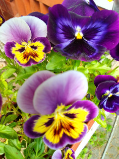 IMG-7d8e384b92222ad0d80c3c1c474e7683-V