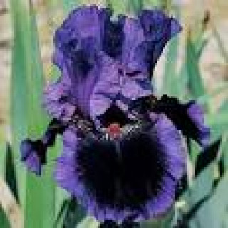 images-26