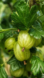 sHSf_Uzeo10