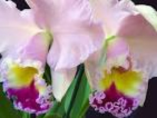 images-27
